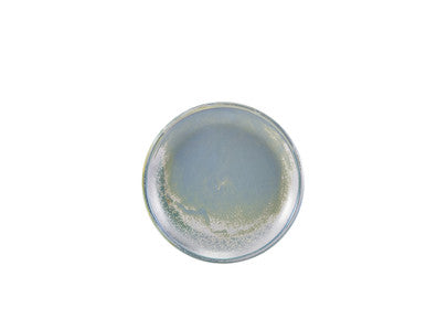 Terra Porcelain Seafoam Coupe Plate 19cm 6 Pack